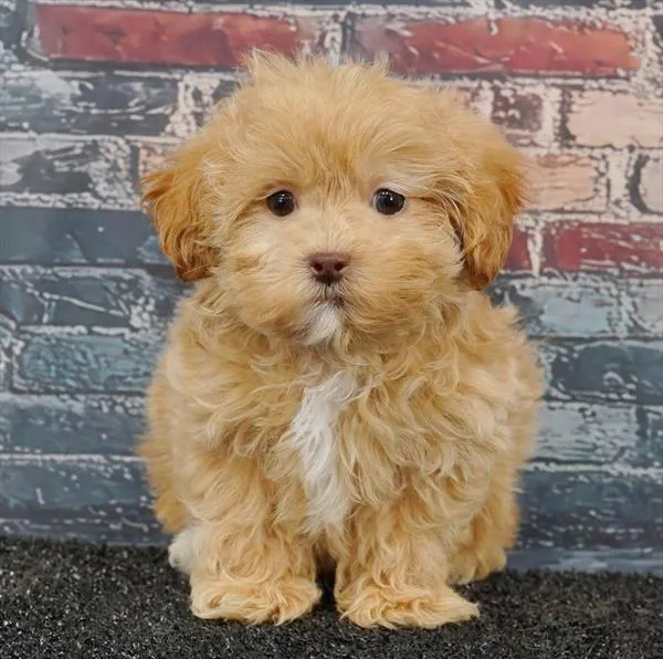 Male Shizapoo puppy named Wiggles for sale at Puppy Dreams - Idaho.
