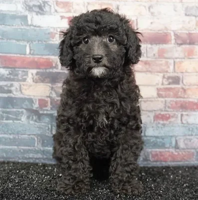Female Cavapoo puppy named Curly for sale at Puppy Dreams - Idaho.