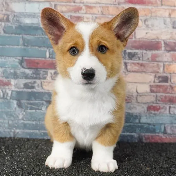 Female Pembroke Welsh Corgi puppy named Smores for sale at Puppy Dreams - Idaho.