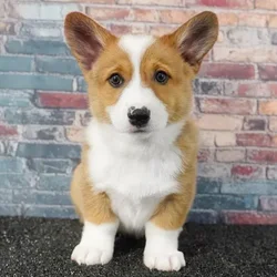 Female Pembroke Welsh Corgi puppy named Smores for sale at Puppy Dreams - Idaho.