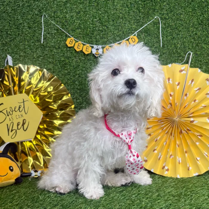 Female Peke-A-Poo puppy named Pikachu for sale at Puppy Dreams - Idaho.