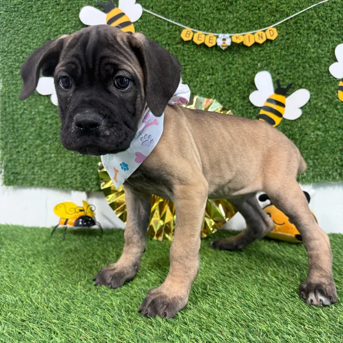 Female Cane Corso puppy named Crystal for sale at Puppy Dreams - Idaho.