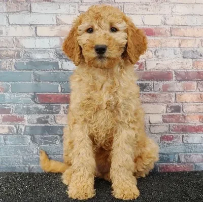 Female 2Nd Gen Mini Goldendoodle puppy named Freya for sale at Puppy Dreams - Idaho.