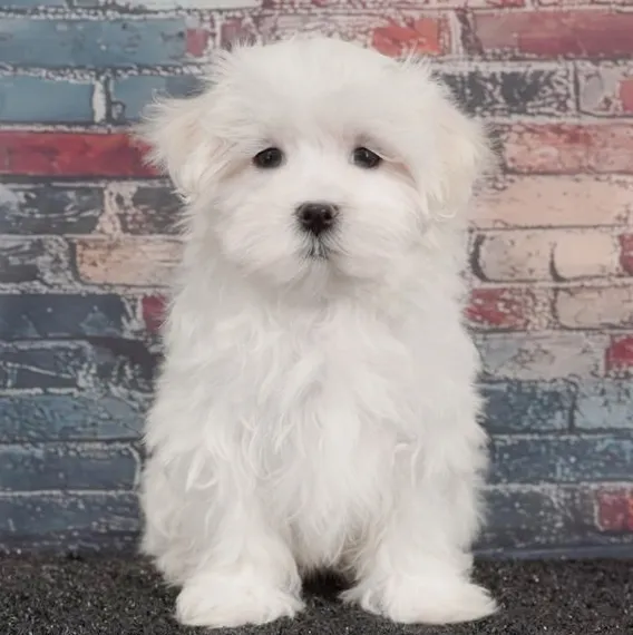 Female Maltese puppy named Snowball for sale at Puppy Dreams - Idaho.
