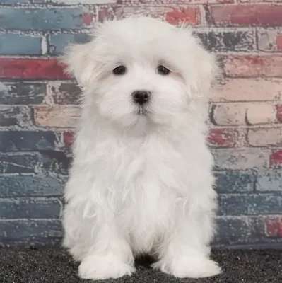 Female Maltese puppy named Snowball for sale at Puppy Dreams - Idaho.