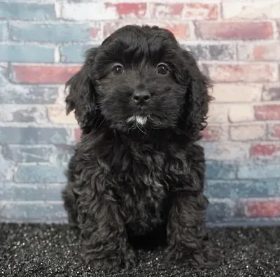 Male Cockapoo puppy named Toothless for sale at Puppy Dreams - Idaho.
