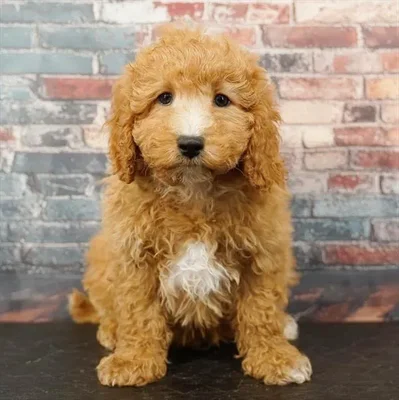 Male Cavapoo puppy named Thumper for sale at Puppy Dreams - Idaho.