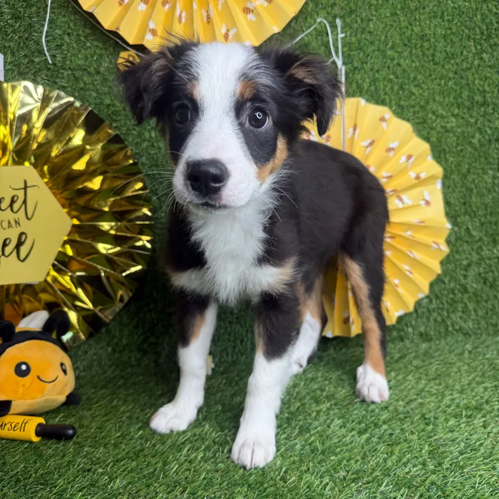 Female Mini Aussie puppy named Millie for sale at Puppy Dreams - Idaho.