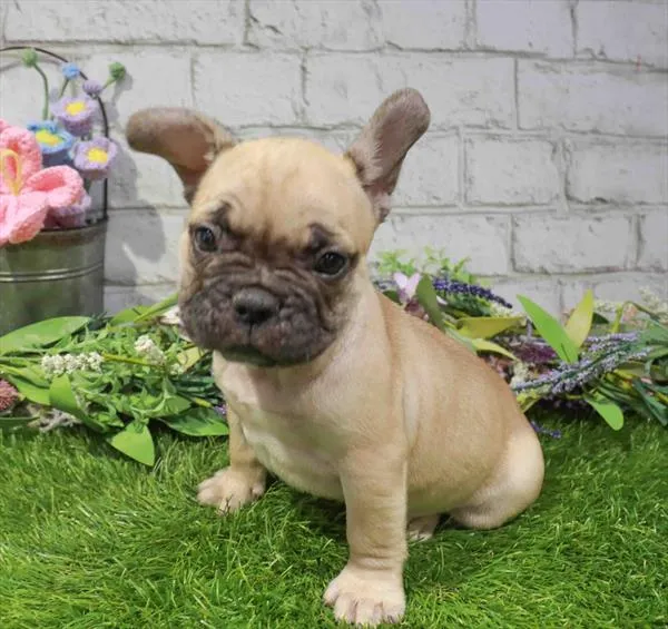 Male French Bulldog puppy named Chai for sale at Puppy Dreams - Idaho.