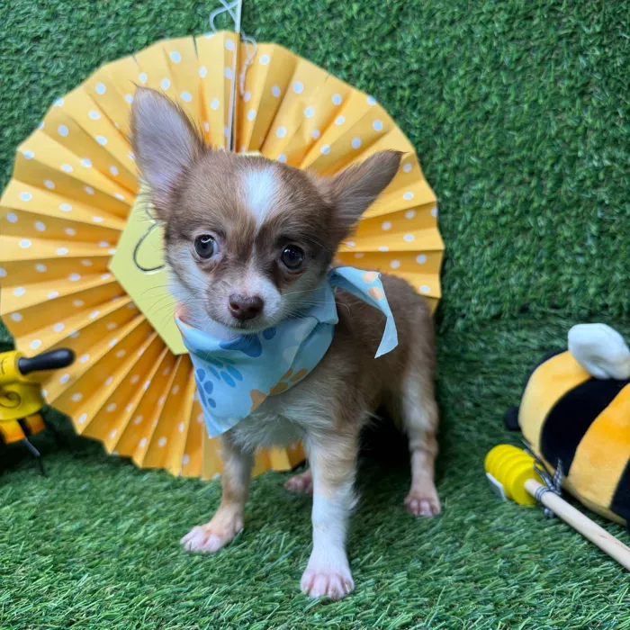 Female Chihuahua puppy named Bee for sale at Puppy Dreams - Idaho.