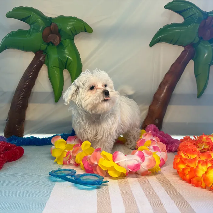 Male Maltese puppy named Louie for sale at Puppy Dreams - Idaho.