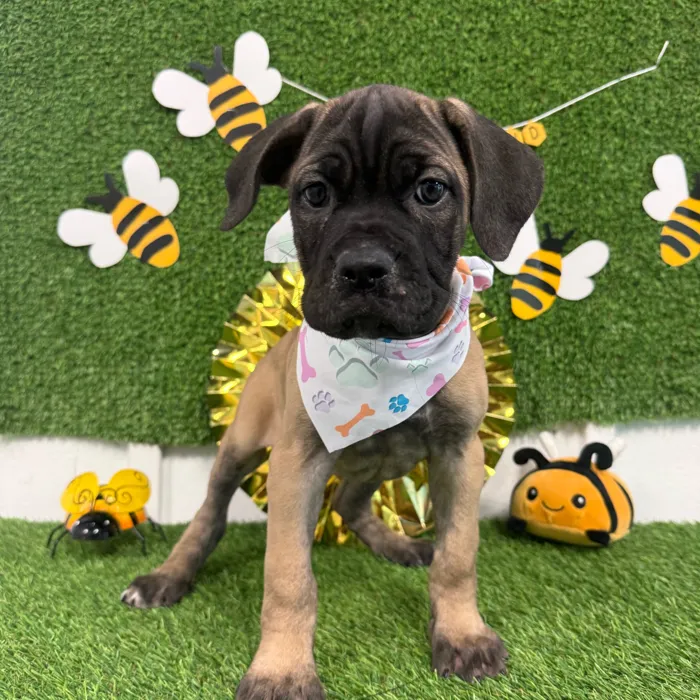 Female Cane Corso puppy named Crystal for sale at Puppy Dreams - Idaho.