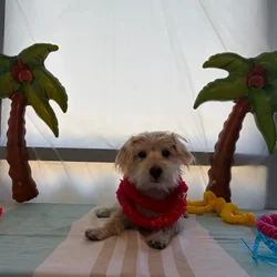 Male Morkie puppy named Steve for sale at Puppy Dreams - Idaho.