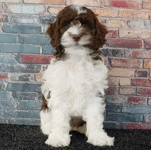Male Cockapoo puppy named Cookie for sale at Puppy Dreams - Idaho.