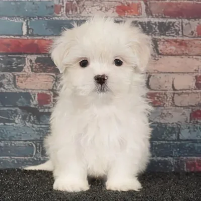 Male Malshi puppy named Tiva for sale at Puppy Dreams - Idaho.