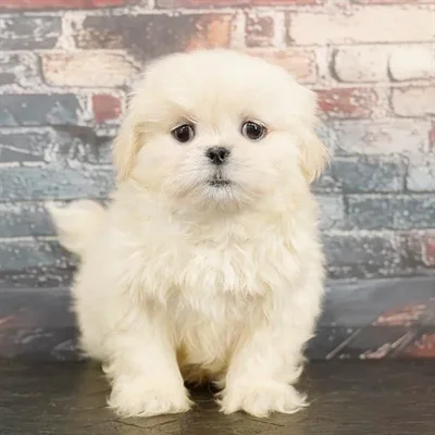 Male Pekingese puppy named Pica for sale at Puppy Dreams - Idaho.