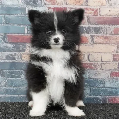 Male Pomeranian puppy named Nugget for sale at Puppy Dreams - Idaho.