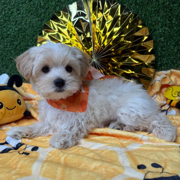 Male Morkie puppy named Mango for sale at Puppy Dreams - Idaho.