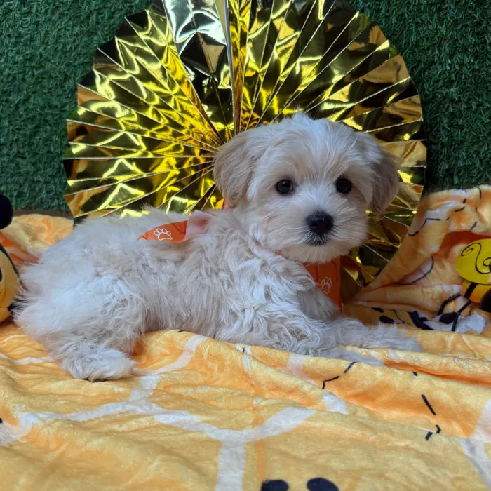 Male Morkie puppy named Mango for sale at Puppy Dreams - Idaho.