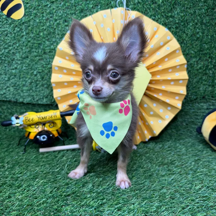 Male Chihuahua puppy named Churro for sale at Puppy Dreams - Idaho.