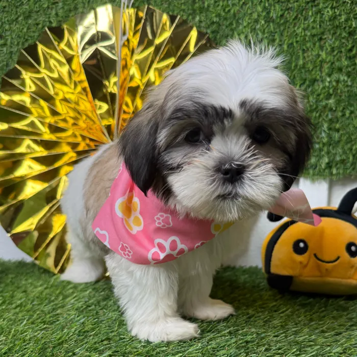 Female Teddy Bear puppy named Muffin for sale at Puppy Dreams - Idaho.