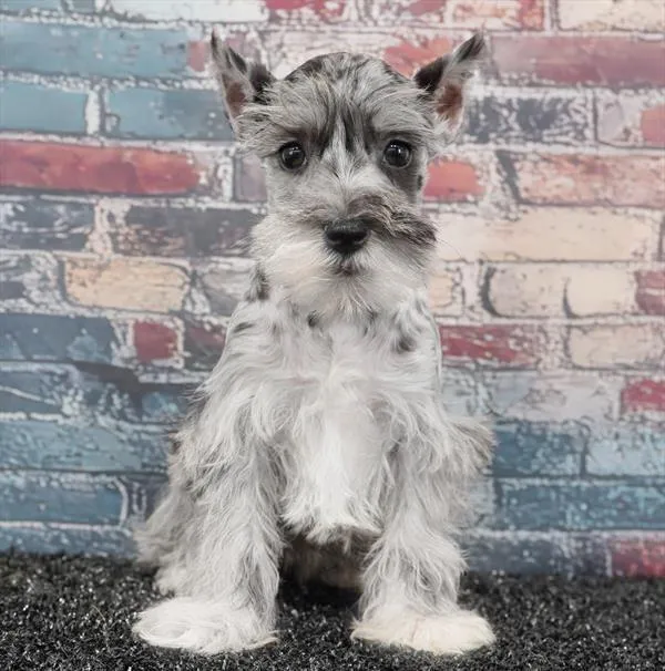 Female Mini Schnauzer puppy named Lily for sale at Puppy Dreams - Idaho.