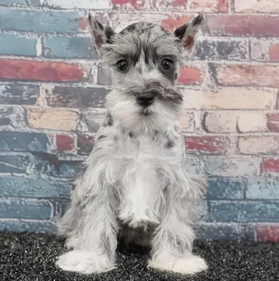 Female Mini Schnauzer puppy named Lily for sale at Puppy Dreams - Idaho.