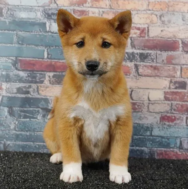 Female Shiba Inu puppy named Elsa for sale at Puppy Dreams - Idaho.