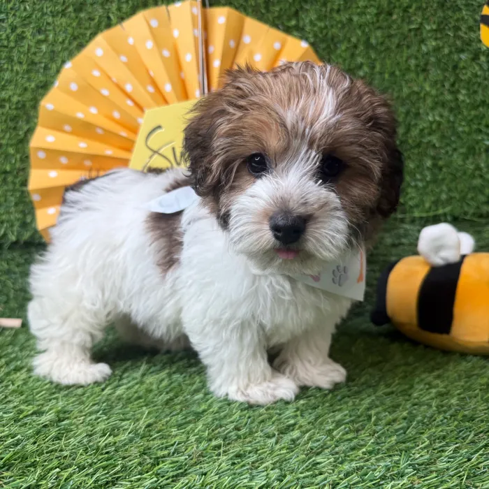 Female Yochon puppy named Bella for sale at Puppy Dreams - Idaho.