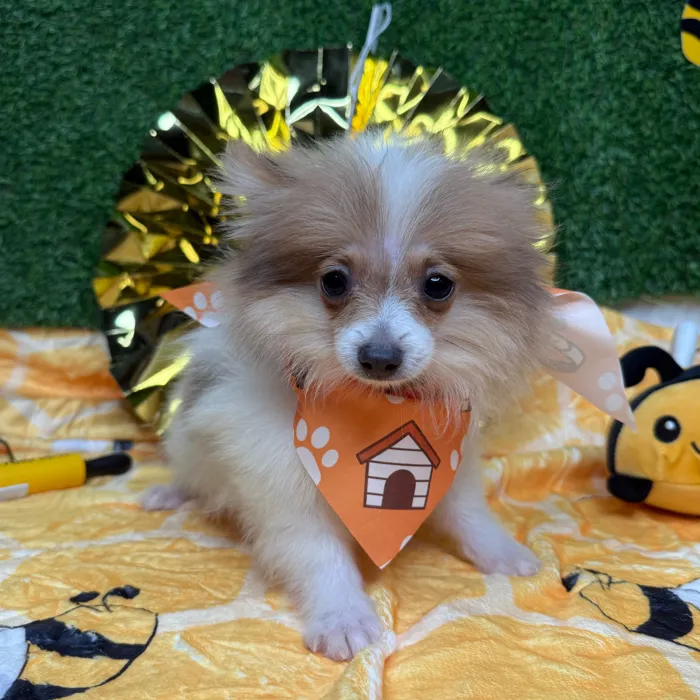 Male Pomeranian puppy named Pickles for sale at Puppy Dreams - Idaho.