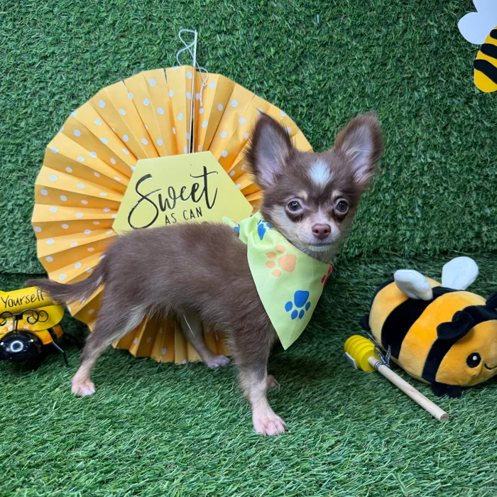 Male Chihuahua puppy named Churro for sale at Puppy Dreams - Idaho.