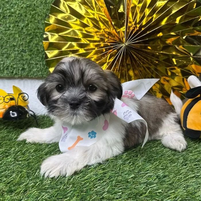 Female Teddy Bear puppy named Cookie for sale at Puppy Dreams - Idaho.
