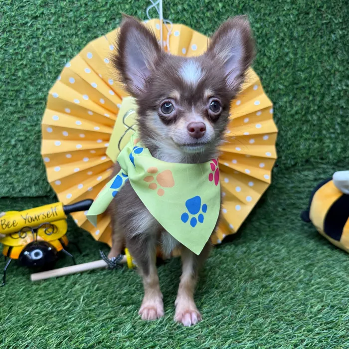 Male Chihuahua puppy named Churro for sale at Puppy Dreams - Idaho.