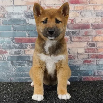Female Shiba Inu puppy named Anna for sale at Puppy Dreams - Idaho.
