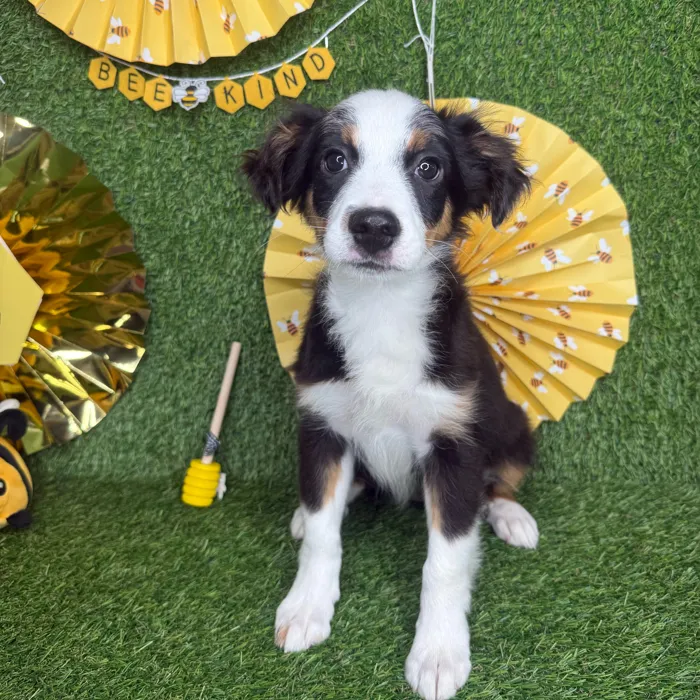 Female Mini Aussie puppy named Millie for sale at Puppy Dreams - Idaho.