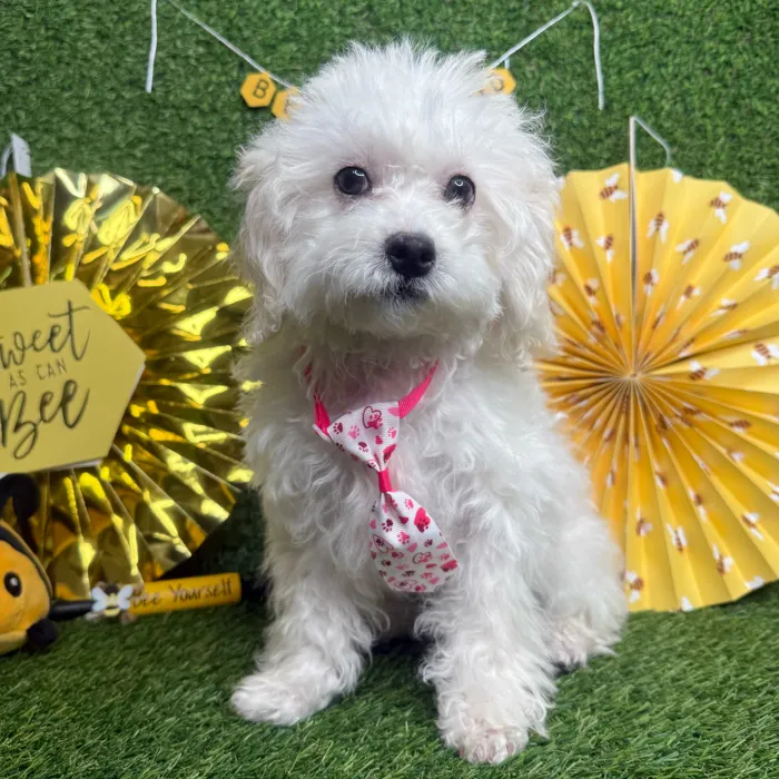 Female Peke-A-Poo puppy named Pikachu for sale at Puppy Dreams - Idaho.