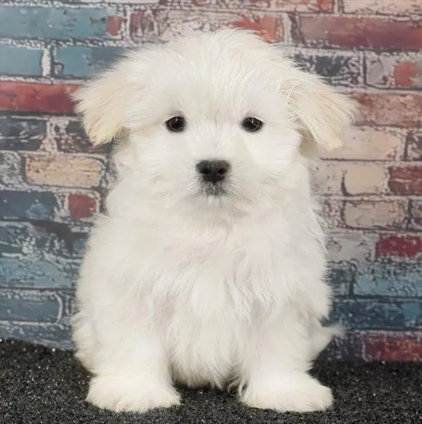 Male Malshi puppy named Arni for sale at Puppy Dreams - Idaho.