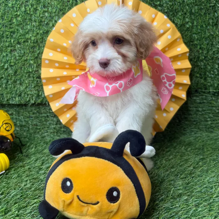 Female Havapoo puppy named Sunday for sale at Puppy Dreams - Idaho.