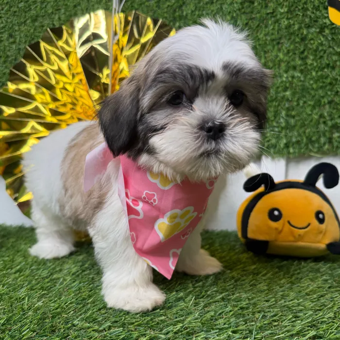 Female Teddy Bear puppy named Muffin for sale at Puppy Dreams - Idaho.