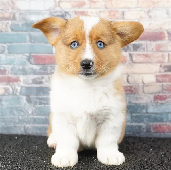 Male American Corgi puppy named Zoro for sale at Puppy Dreams - Idaho.