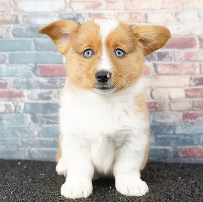 Male American Corgi puppy named Zoro for sale at Puppy Dreams - Idaho.