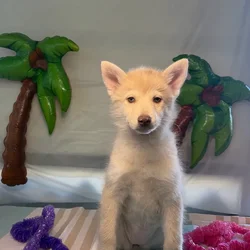 Female Pomsky puppy named Lilo for sale at Puppy Dreams - Idaho.