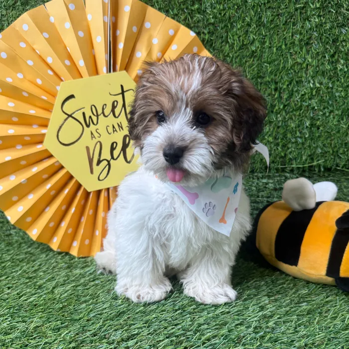 Female Yochon puppy named Bella for sale at Puppy Dreams - Idaho.