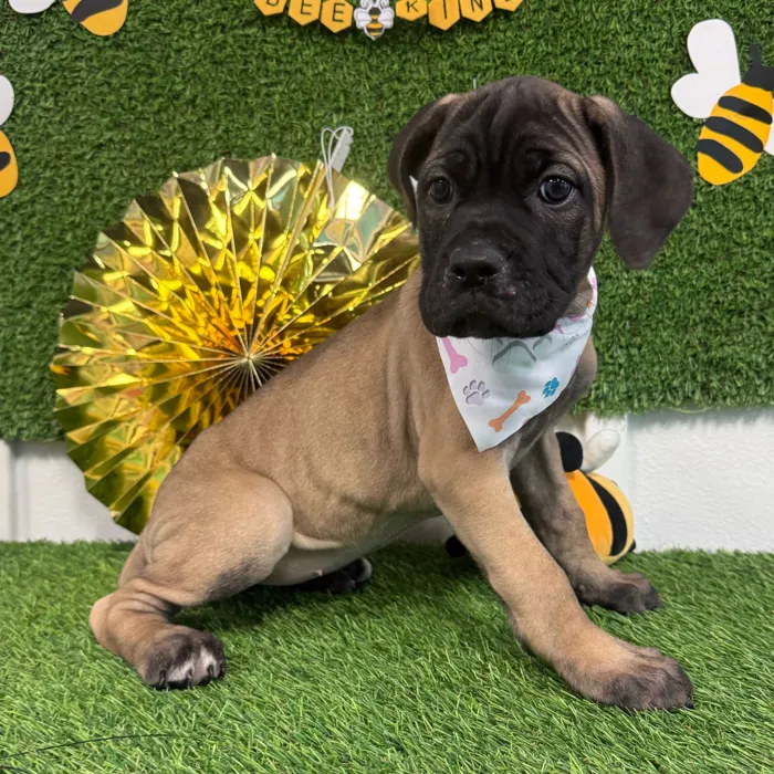 Female Cane Corso puppy named Crystal for sale at Puppy Dreams - Idaho.