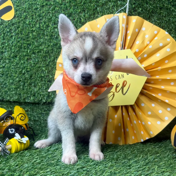 Male Alaskan Klee Kai puppy named Honey Bun for sale at Puppy Dreams - Idaho.