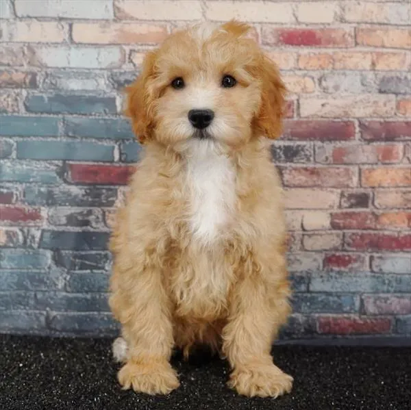 Male Poodle puppy named Peanut for sale at Puppy Dreams - Idaho.