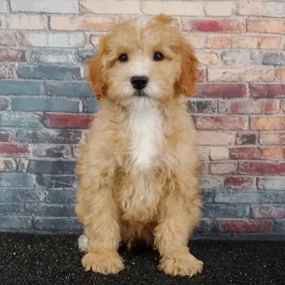 Male Poodle puppy named Peanut for sale at Puppy Dreams - Idaho.