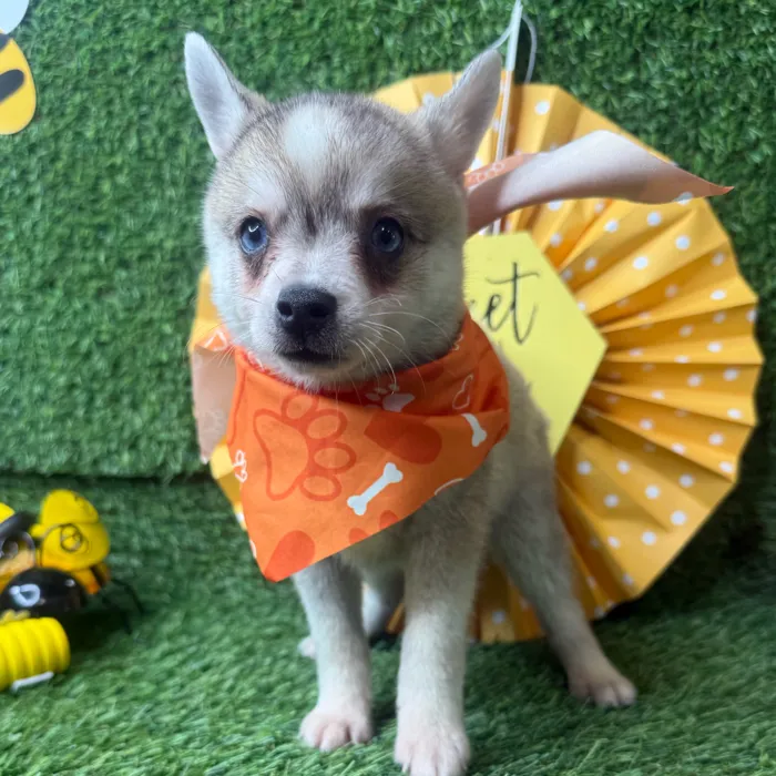 Male Alaskan Klee Kai puppy named Honey Bun for sale at Puppy Dreams - Idaho.