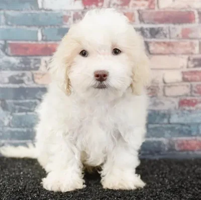 Male Shizapoo puppy named Buddy for sale at Puppy Dreams - Idaho.