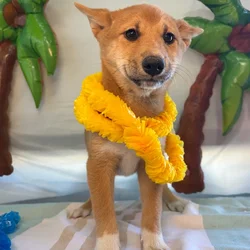 Female Shiba Inu puppy named Elsa for sale at Puppy Dreams - Idaho.